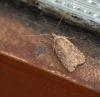 Agonopterix sp.